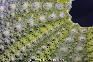 The Armor of a Cape Sea Urchin by Peet J Van Eeden 